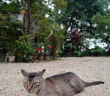 Chiang Rai Hotel | Six Nature Resort