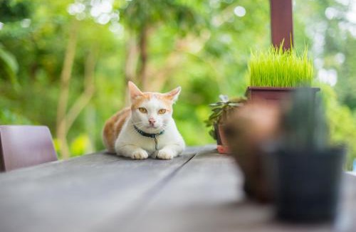 Pai House | Baan Kati Sod