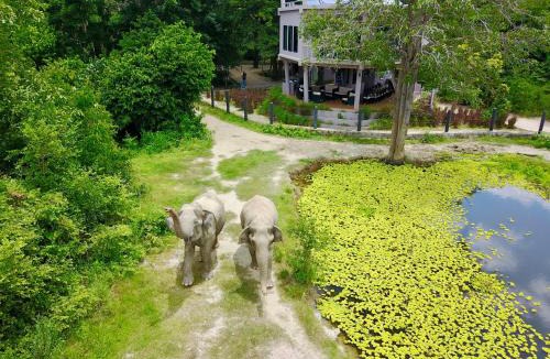 Tha Yang Resort | I love phants Lodge