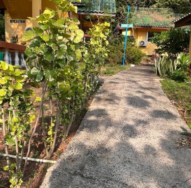 elephant garden
